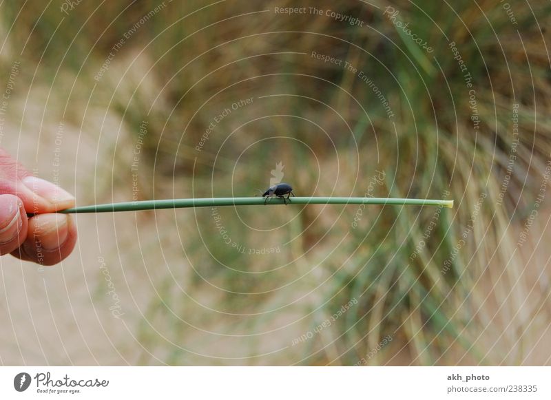 Stabtänzer Finger Sand Pflanze Gras Dünengras Tier Käfer 1 krabbeln klein braun grün Farbfoto Außenaufnahme Tag Schwache Tiefenschärfe Zentralperspektive