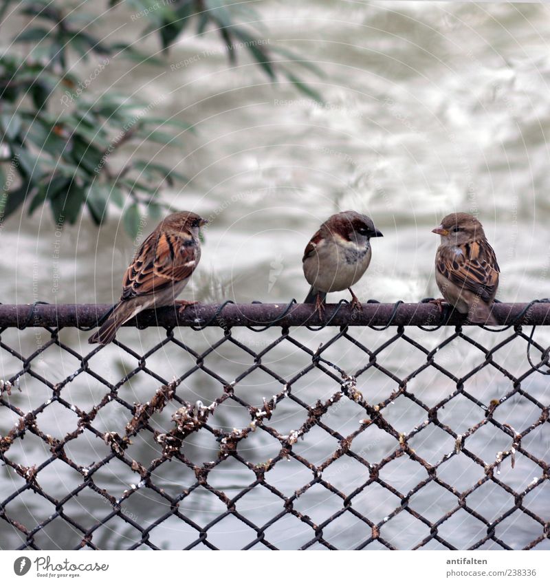 Zaungespräch Tier Vogel Tiergesicht Flügel Spatz 3 Tiergruppe braun grau grün Wasser Farbfoto Außenaufnahme Nahaufnahme Menschenleer Tag Unschärfe