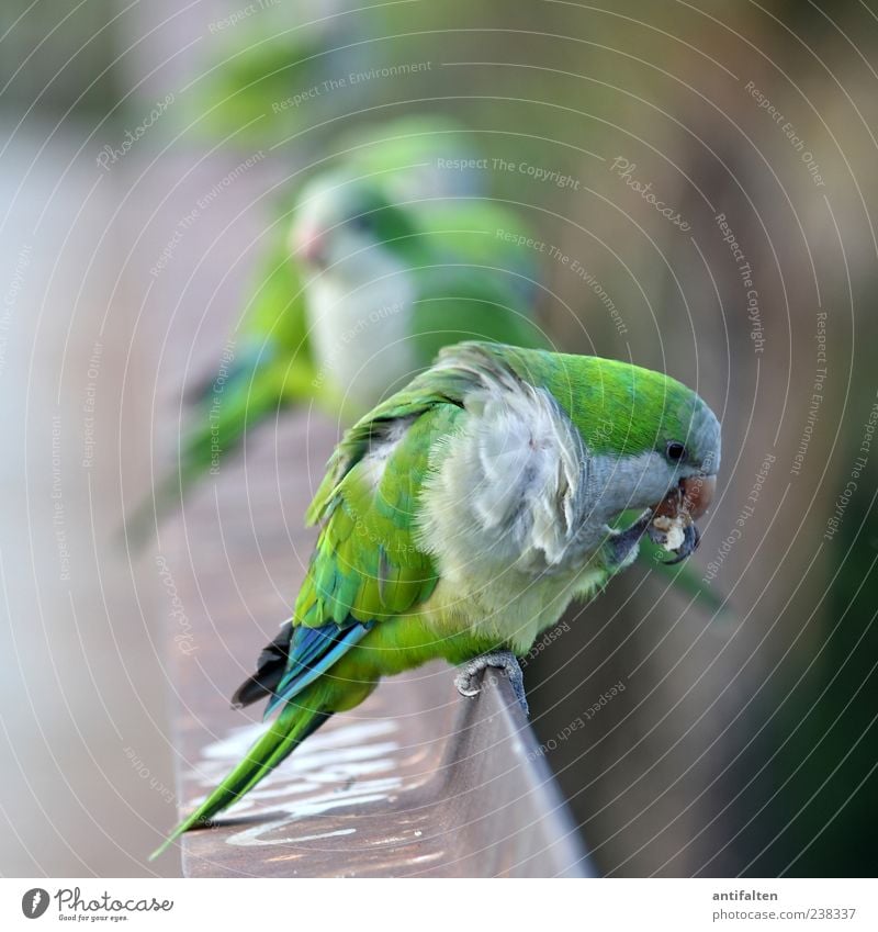 Wie die Hühner auf der Stange Tier Wildtier Vogel Tiergesicht Flügel Krallen Zoo Papageienvogel 4 Tiergruppe Geländer Stahl Reinigen grün frei Feder Schnabel