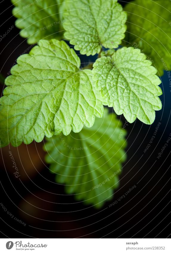 Zitronenmelisse Pflanze Teepflanze Gesundheit Blatt Natur organisch Kräuter & Gewürze Kräutergarten frisch aromatisch Geruch Botanik Wachstum Heilpflanzen grün