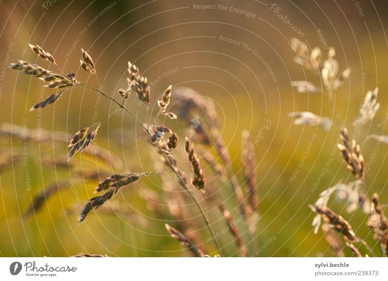 Happy 200, liebe Bella! Umwelt Natur Pflanze Sommer Gras leuchten Wachstum braun gelb gold zart Farbfoto mehrfarbig Außenaufnahme Nahaufnahme Detailaufnahme Tag