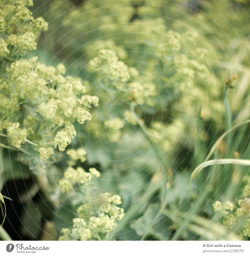 verwünschen elegant Stil Dekoration & Verzierung Natur Pflanze Frühling Blume Gras Blühend Wachstum grün Gedeckte Farben Außenaufnahme Menschenleer