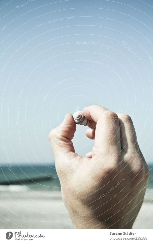 Strandgut für Bella Umwelt Wolkenloser Himmel Schönes Wetter berühren Muschel Küste Ostsee finden Hand maskulin Sommer Meer hochhalten 1 klein haltend Finger