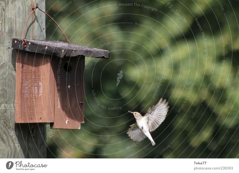 Fütterungszeit Umwelt Natur Frühling Tier Vogel 1 Bewegung füttern ästhetisch authentisch außergewöhnlich Farbfoto Außenaufnahme Menschenleer Futterhäuschen