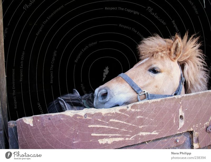 Gestatten, Fritz mein Name! Stall Pferdestall Tier Haustier Nutztier Tiergesicht Fell Ponys Mähne Halfter 2 niedlich gefangen Außenaufnahme Textfreiraum links