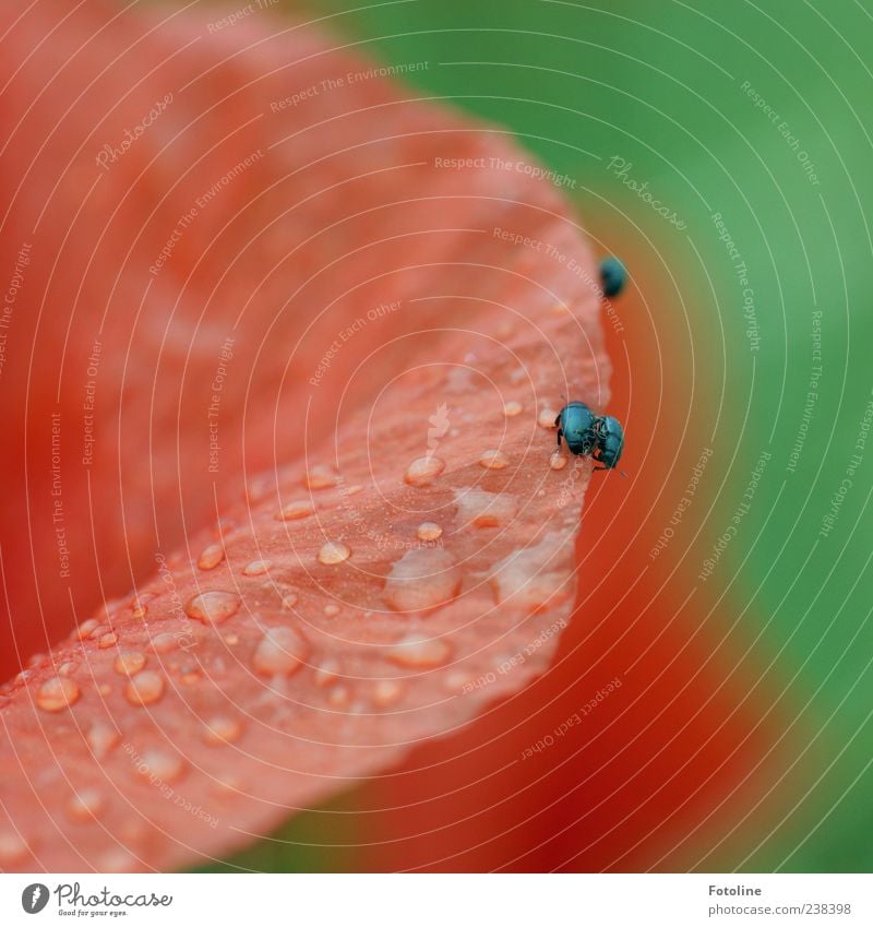 Platz da, laß mich vorbei! Umwelt Natur Pflanze Tier Urelemente Wasser Wassertropfen Sommer Regen Blume Blüte Wildpflanze Käfer hell nass natürlich grün rot