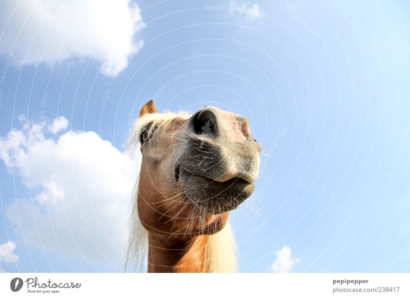 Crazy Horse Sommer Himmel Sonnenlicht Tier Nutztier Pferd Tiergesicht Fell 1 beobachten blau braun Farbfoto Außenaufnahme Detailaufnahme Tag Froschperspektive