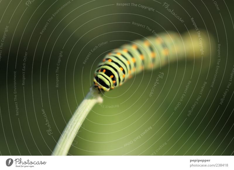 aus dem nichts Sommer Natur Pflanze Gras Tier Nutztier Tiergesicht 1 Linie Streifen krabbeln dick grün Raupe Farbfoto Außenaufnahme Nahaufnahme Detailaufnahme