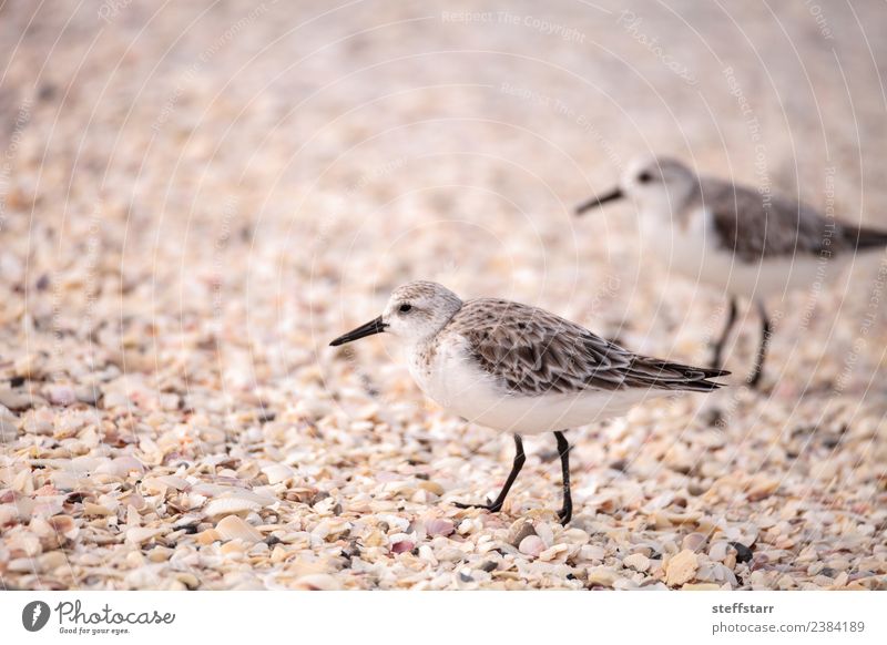 Westliche Strandläufer Ufervögel Calidris mauri Meer Natur Tier Sand Küste Wildtier Vogel 1 wild braun Westlicher Strandläufer Küstenvogel Watvogel