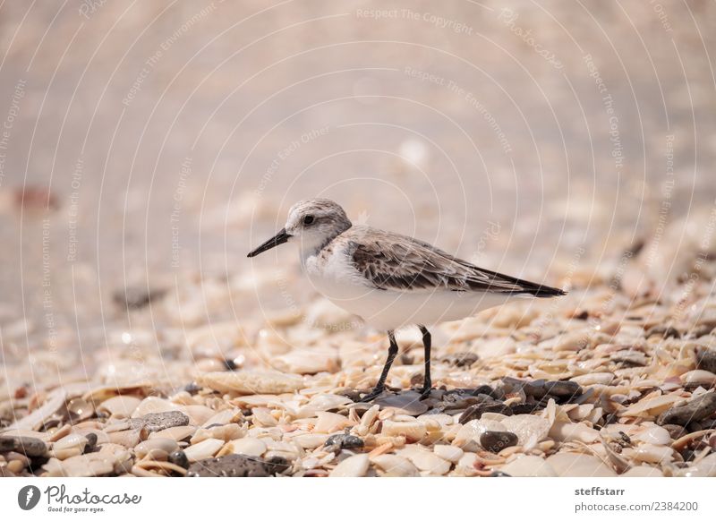 Westliche Strandläufer Ufervögel Calidris mauri Meer Natur Tier Sand Küste Wildtier Vogel Tiergesicht Flügel wild braun Westlicher Strandläufer Küstenvogel