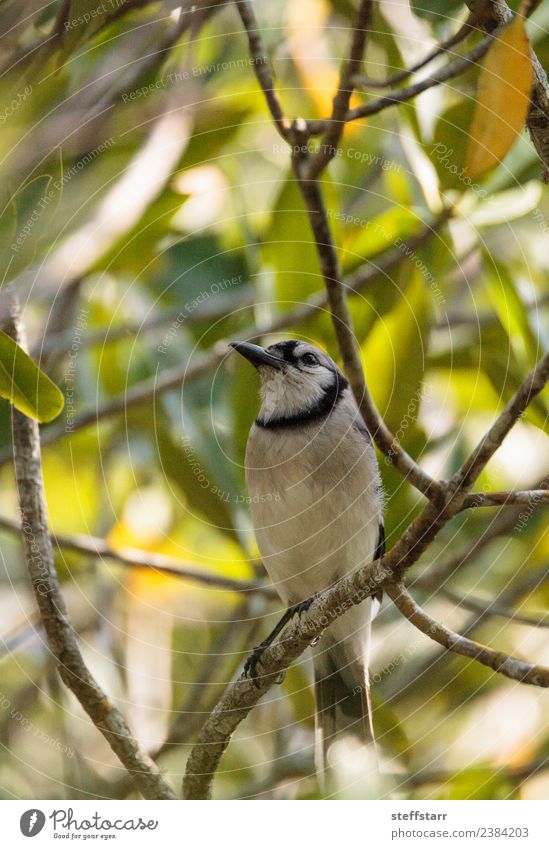 Blauhäher Vogel Cyanocitta cristata Pflanze Baum Tier Wildtier Tiergesicht 1 wild blau grün Cyanocitta cristata cristata Barsch Mangrovenbaum Neapel Florida