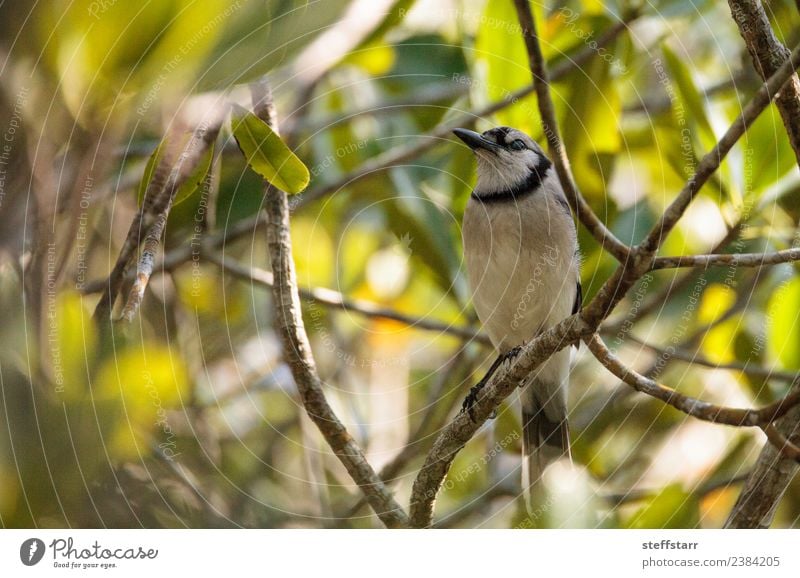 Blauhäher Vogel Cyanocitta cristata Pflanze Baum Tier Wildtier Tiergesicht Flügel 1 wild blau Cyanocitta cristata cristata Barsch Mangrovenbaum Neapel Florida