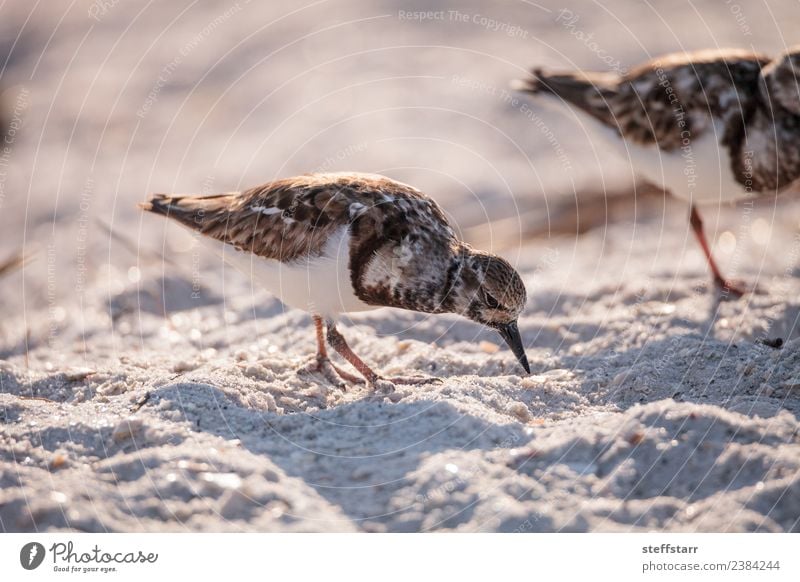 Nistender roter Drehstein Watvogel Arenaria interpres Strand Meer Natur Sand Küste Tier Wildtier Vogel 2 braun weiß Küstenvogel Barfußstrand Bonita Quellen