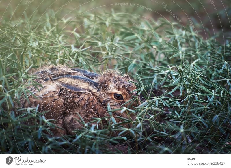 Häschen in der Grube Ostern Umwelt Natur Tier Wiese Wildtier 1 Tierjunges authentisch klein nass niedlich braun grün Hase & Kaninchen Angsthase Versteck