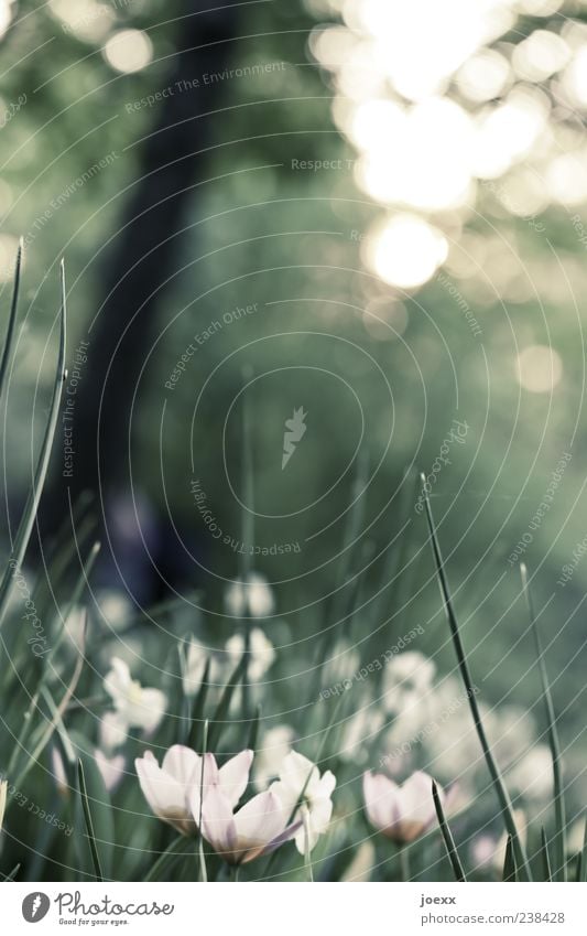 Fühler Natur Pflanze Frühling Blume Blüte Grünpflanze Wiese schön grau grün weiß ruhig Umwelt Farbfoto Gedeckte Farben Außenaufnahme Menschenleer Tag Licht