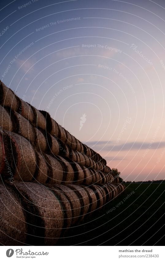 STROHBALLEN Umwelt Natur Landschaft Pflanze Himmel Wolken Horizont Sommer Schönes Wetter Wiese ästhetisch schön Strohballen Farbfoto mehrfarbig Außenaufnahme