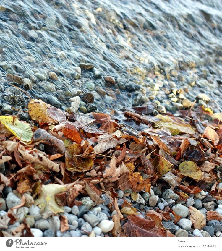 Ufer im Herbst Wasser Blatt Flussufer Kieselsteine natürlich Natur rein ruhig Vergänglichkeit Farbfoto Außenaufnahme Menschenleer Tag Herbstlaub fließen