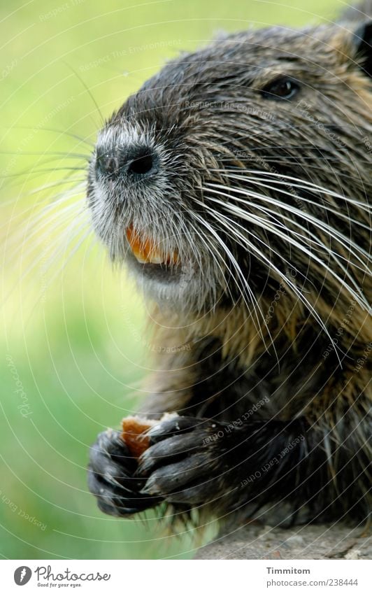 Der Bisi Tier Wildtier Tiergesicht Fell Krallen Pfote Biberratte 1 niedlich klug Fröhlichkeit schön Bisamratte außergewöhnlich Gebiss Nagel Nahrungssuche Nutria