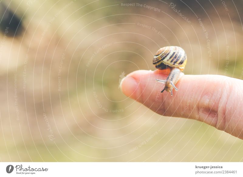 Kleine Schnecke Glück Wohlgefühl Zufriedenheit ruhig Garten Tier 1 träumen Lebensfreude Tierliebe Natur Farbfoto Gedeckte Farben Außenaufnahme Nahaufnahme