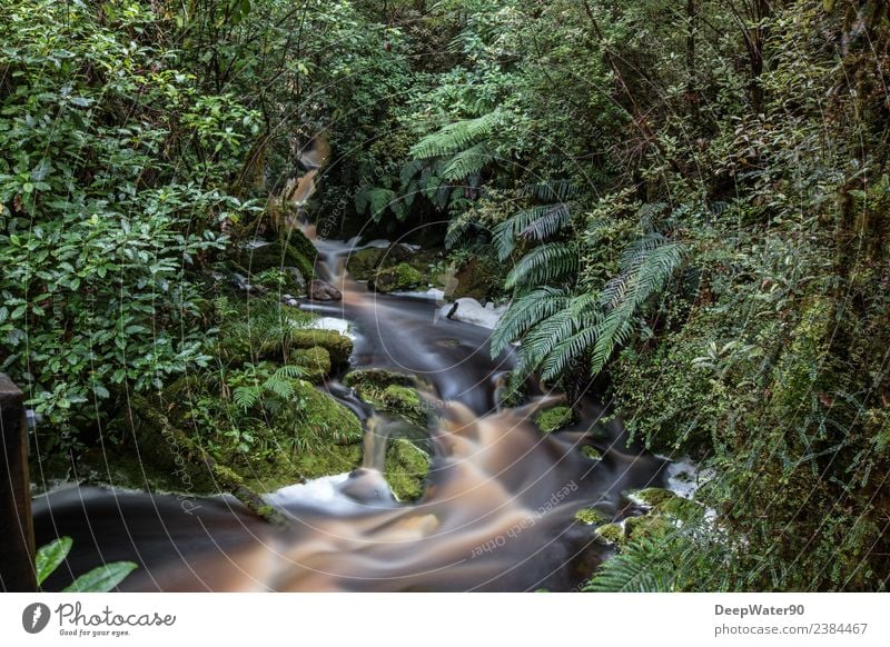 Mittendrin Umwelt Natur Pflanze Urelemente Erde Wasser Sommer Baum Sträucher Moos Blatt Grünpflanze Wildpflanze Urwald Felsen Schlucht Bach Wasserfall