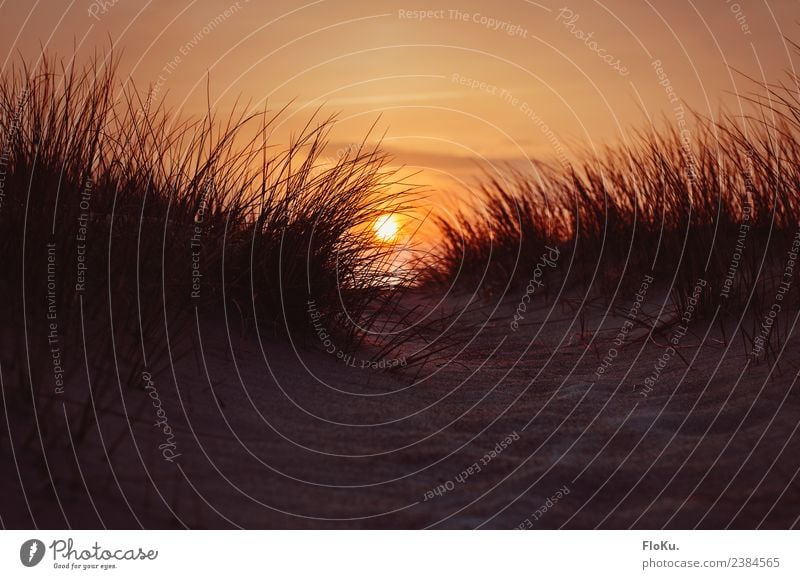 Feuerball in den Dünen Ferien & Urlaub & Reisen Ferne Umwelt Natur Landschaft Urelemente Erde Sand Himmel Sonnenaufgang Sonnenuntergang Schönes Wetter Küste