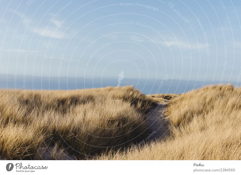 Blonde Küste Ferien & Urlaub & Reisen Ferne Freiheit Sommerurlaub Sonne Strand Meer Umwelt Natur Landschaft Sand Luft Himmel Herbst Schönes Wetter Gras Nordsee