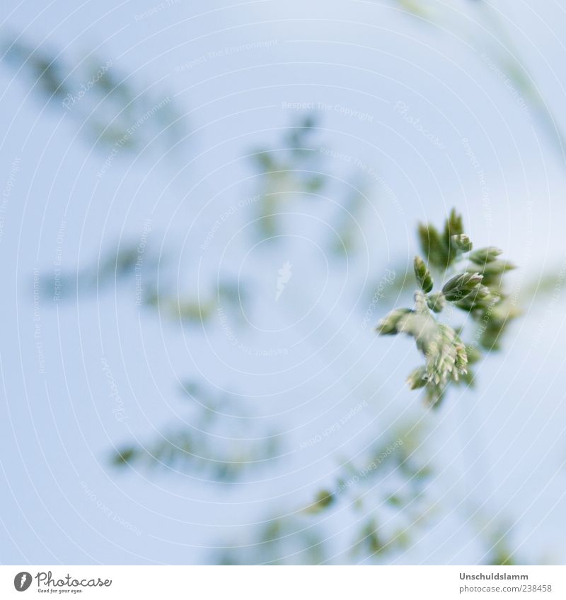 ...kommt ein Gras geflüstert! Natur Pflanze Sommer Wildpflanze Blühend Wachstum hell blau grün Leichtigkeit zartes Grün sanft hell-blau Farbfoto Außenaufnahme