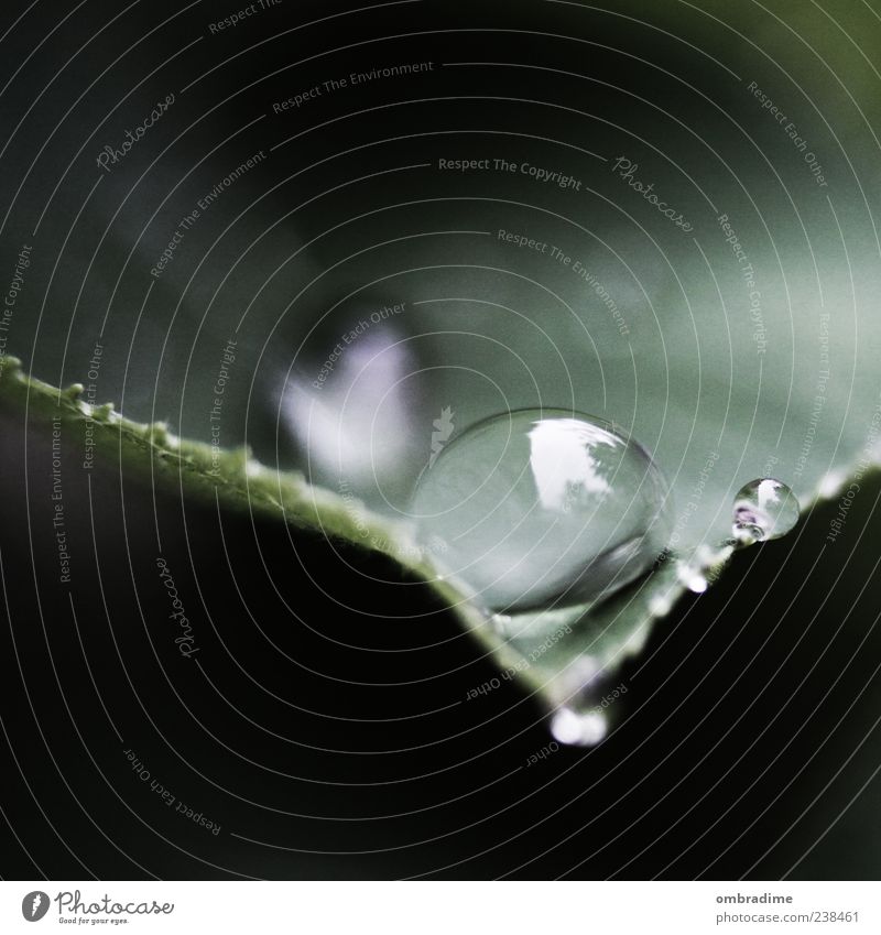 Schwerelos Umwelt Natur Pflanze Wasser Wassertropfen Wetter schlechtes Wetter Gewitter Blatt Grünpflanze grün schön nah Regen Farbfoto Gedeckte Farben