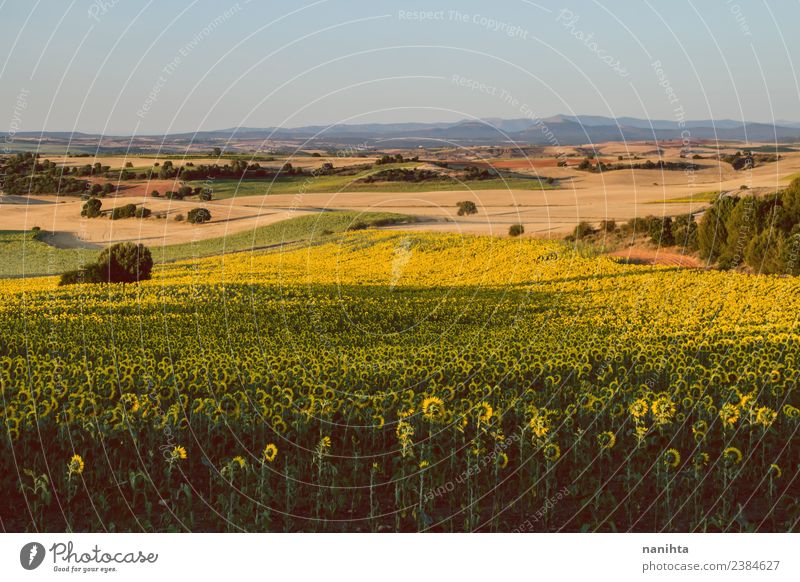 Ländliche Szene eines Sonnenblumenfeldes Landwirtschaft Forstwirtschaft Umwelt Natur Landschaft Pflanze Erde Himmel Wolkenloser Himmel Sommer Schönes Wetter