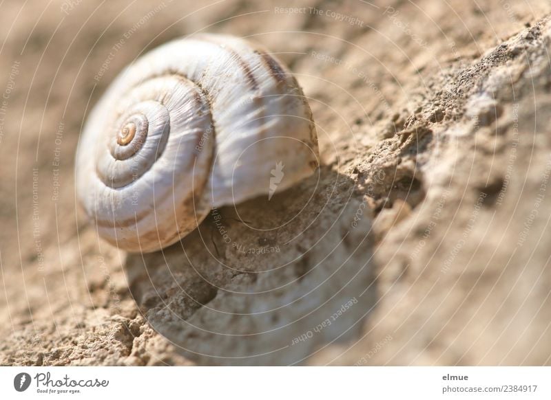 Schneckenhaus Natur Kalkschale Gehäuse Spirale Drehung rund Stein Netzwerk @ nah standhaft Trägheit Senior bizarr Design Einsamkeit entdecken Ewigkeit innovativ