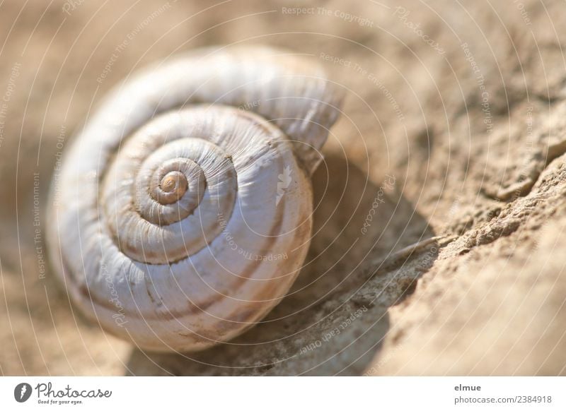 Schneckenhaus Natur Kalkschale Windung Spirale @ alt authentisch historisch rund Sicherheit Schutz Volksglaube Senior ästhetisch bizarr Design Ende