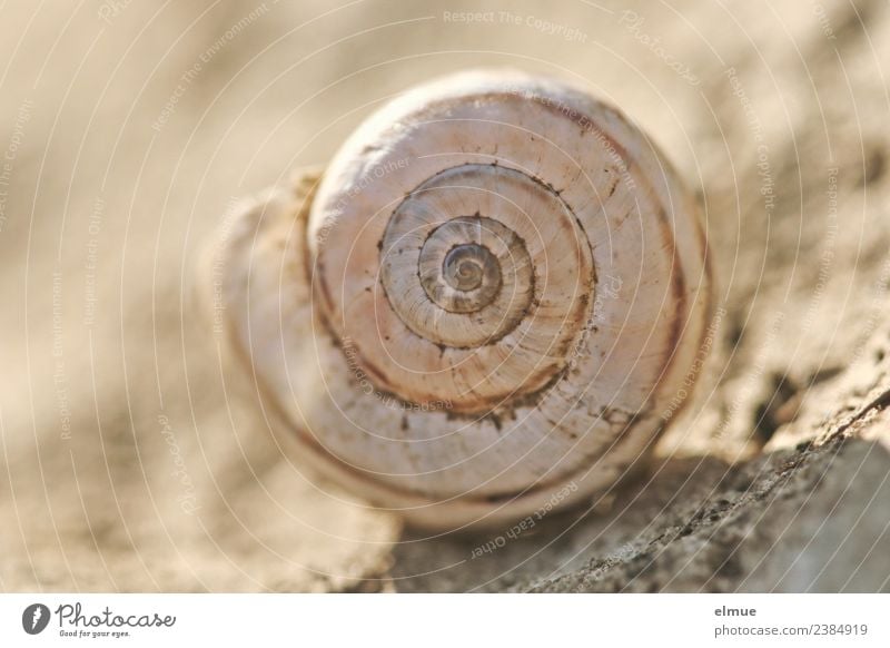 Schneckenhaus rechtsdrehend Spirale Kalkschale Verpackung Dekoration & Verzierung Stein Zeichen Ornament Linie Netzwerk fest rund Romantik Beginn ästhetisch