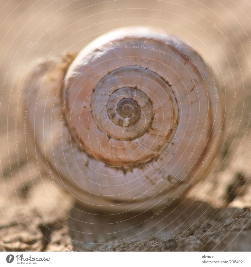 Schneckenhaus rechtsdrehend Kalkschale Zeichen Haus @ Gehäuse Spirale nah rund Sicherheit Schutz Design Inspiration Kreativität Natur Netzwerk Überleben