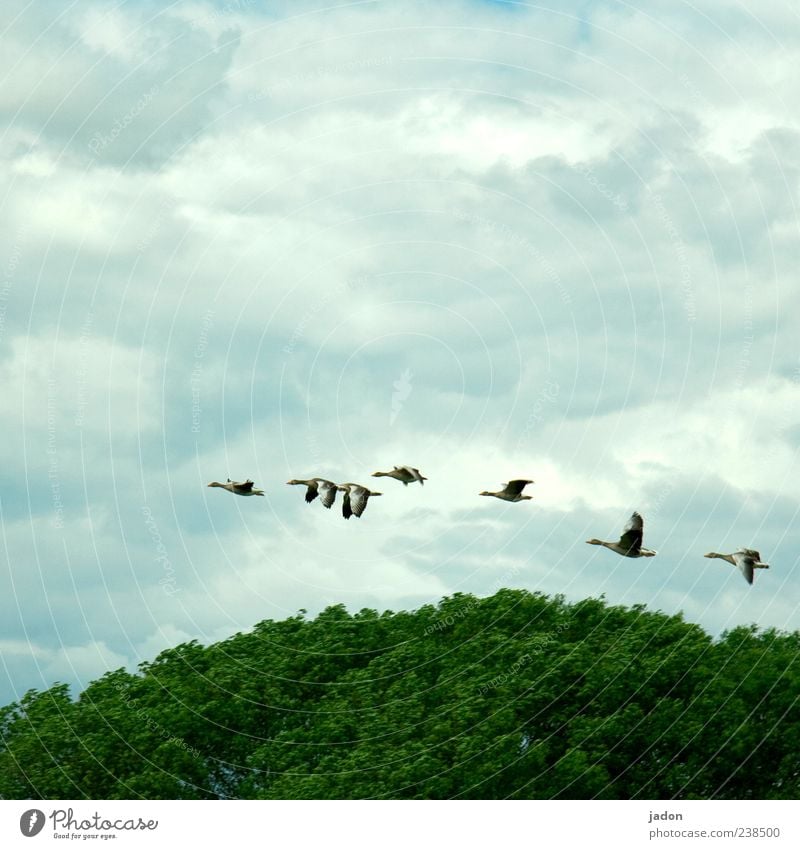 vielflieger. Baum Wald Tier Wildtier Vogel Flügel Schwarm fliegen elegant Gans Wildgans Graugans 7 Vogelflug schwingen Dynamik Außenaufnahme Menschenleer