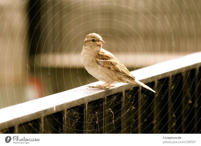 Is was? Wildtier Vogel 1 Tier Einsamkeit Freiheit Natur Farbfoto Außenaufnahme Detailaufnahme Abend Blick nach vorn Geländer Sonnenlicht Textfreiraum links