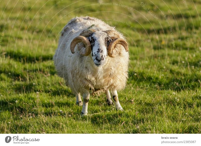 Schottische Schafe Fleisch Essen Leben Ferien & Urlaub & Reisen Tourismus Berge u. Gebirge Landwirtschaft Forstwirtschaft Umwelt Natur Landschaft Tier Gras Feld