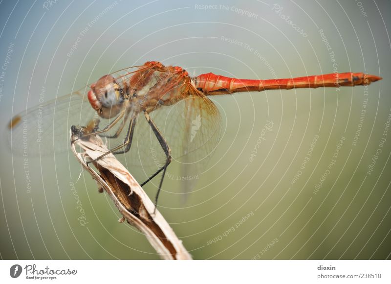 Sympetrum meridionale (Männchen) N°2 Umwelt Tier Flügel Insekt Libelle Libellenflügel 1 Fressen sitzen Farbfoto mehrfarbig Außenaufnahme Makroaufnahme