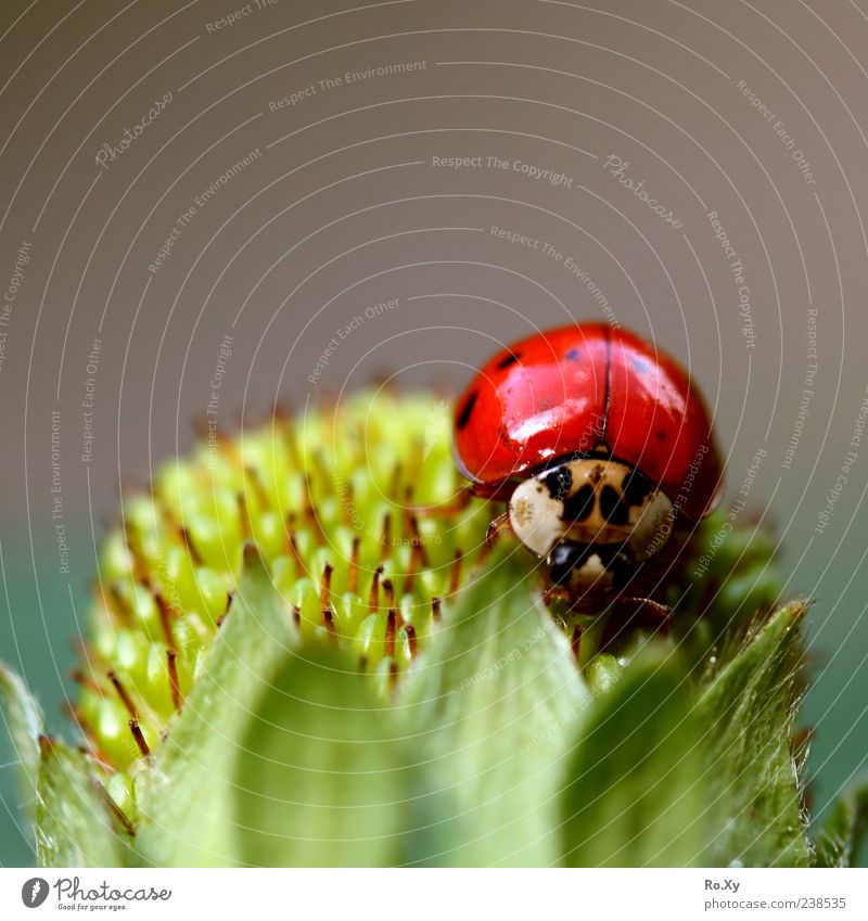 Fliegende Erdbeere Frucht Sommer Natur Blatt Nutzpflanze Erdbeeren Tier Käfer 1 berühren Bewegung Blühend fliegen krabbeln Wachstum schön grün rot schwarz