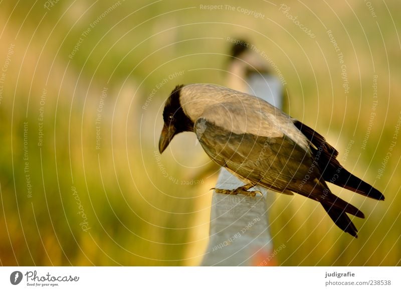 Hafen Umwelt Natur Tier Wildtier Vogel Aaskrähe 1 sitzen natürlich schön Stimmung Farbfoto Außenaufnahme Nahaufnahme Tag Tierporträt Profil Geländer