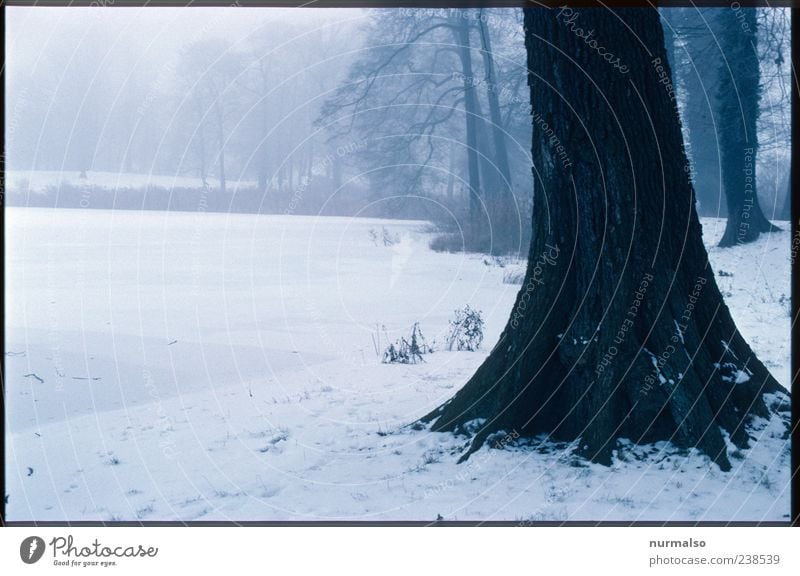 Echt Trist II Ausflug Winter Umwelt Natur Landschaft Pflanze Klima Klimawandel Wetter schlechtes Wetter Nebel Eis Frost Schnee Baum Park beobachten genießen