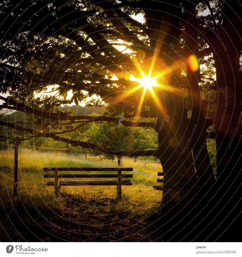 Sonnenbank Natur Sommer Schönes Wetter Wärme Baum Wiese gold grün Stimmung ruhig Hoffnung Bank Sonnenstrahlen Schatten Farbfoto mehrfarbig Außenaufnahme