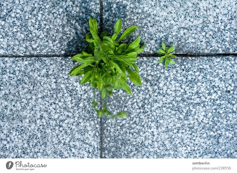 Glockenblume Garten Umwelt Natur Pflanze Erde Sommer Blatt Grünpflanze Wachstum stark wallroth Terrasse Fuge Furche Durchsetzungsvermögen Farbfoto