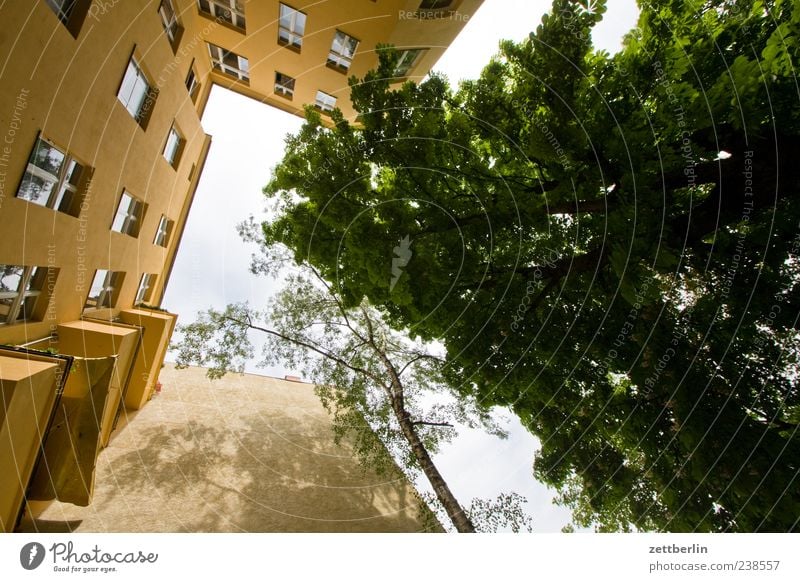 Hinterhof mit Baum Häusliches Leben Haus Stadt Hauptstadt Stadtzentrum Bauwerk Gebäude Architektur Mauer Wand Fassade Fenster Perspektive Berlin hinterhaus