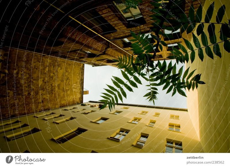 Hinterhof mit Baum Häusliches Leben Haus Stadt Hauptstadt Stadtzentrum Gebäude Mauer Wand Fassade Fenster Perspektive Berlin hinterhaus Mehrfamilienhaus