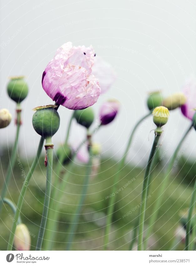 Mohnblume Natur Landschaft Pflanze Frühling Sommer Blume Blatt Blüte Nutzpflanze violett rosa Mohnblüte Mohnfeld Mohnkapsel Mohnblatt grün Farbfoto