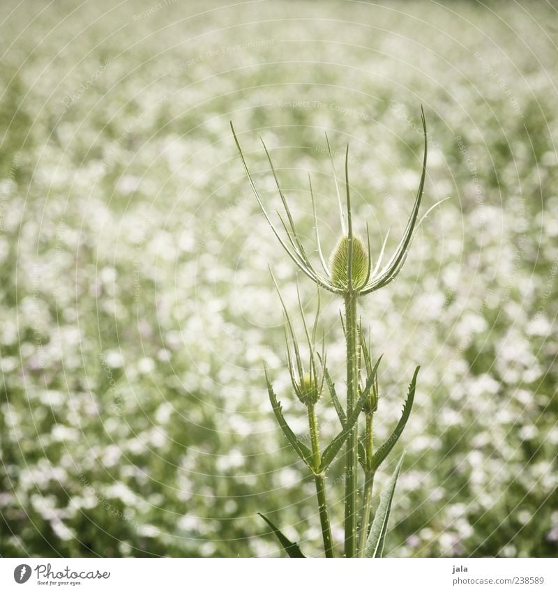 distel Natur Landschaft Pflanze Blatt Blüte Grünpflanze Distel Stauden Wiese Feld grün weiß Farbfoto Außenaufnahme Menschenleer Tag Wachstum Frühling schön