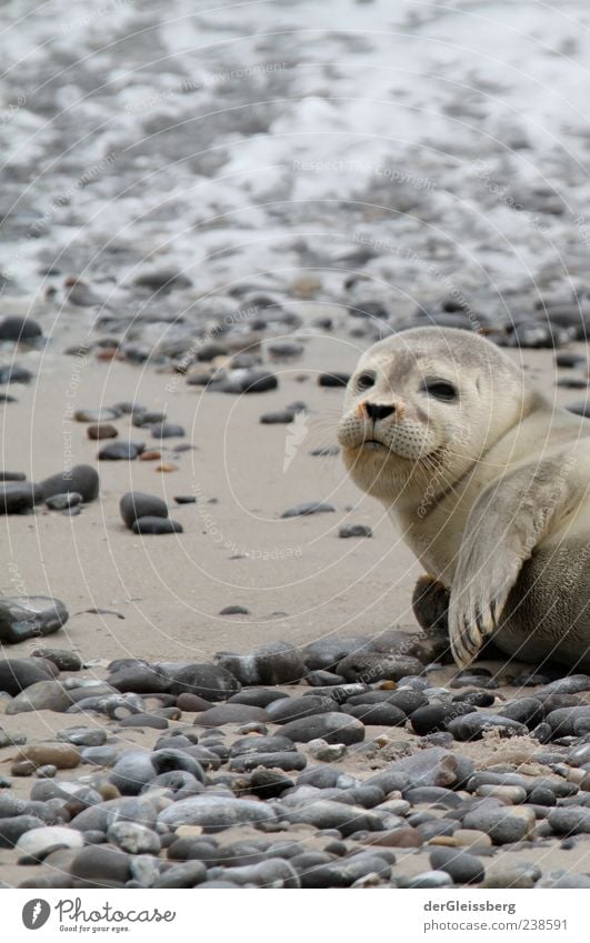 hey dude! Strand Tier Robben Robbenbaby 1 grau Stein Flosse liegen Blick in die Kamera klein ruhig Farbfoto Detailaufnahme Schwache Tiefenschärfe Tierporträt