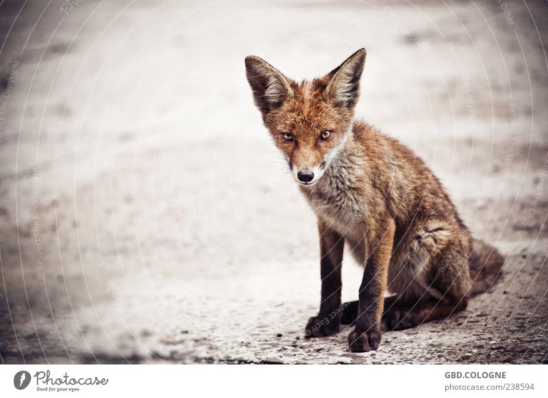 Fuchs, du hast die Gans gestohlen! Tier Wildtier 1 Tierjunges bedrohlich frech wild braun Fell Auge Ohr Pfote Appetit & Hunger Tierschutz Farbfoto