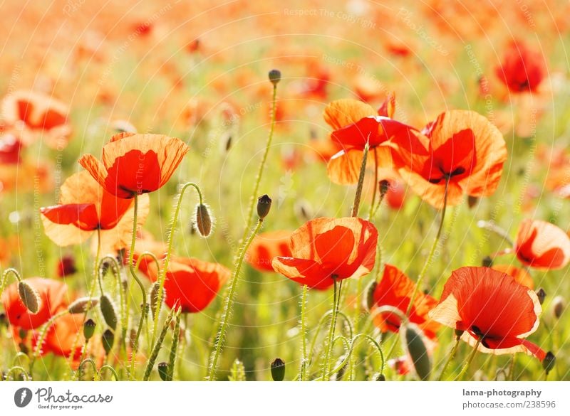 Sommerabend Natur Landschaft Pflanze Sonnenlicht Schönes Wetter Blume Mohn Mohnfeld Mohnblüte Klatschmohn rot Farbfoto Außenaufnahme Nahaufnahme Menschenleer