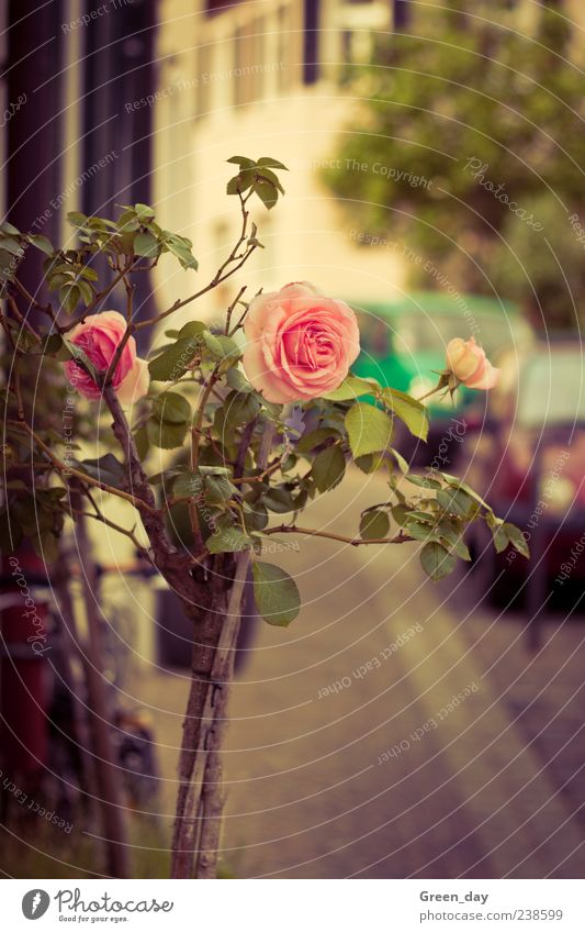 Straßenverschönerung Pflanze Blume Rose Blüte elegant Farbfoto Sonnenlicht Rosenblüte rosa Menschenleer Bürgersteig Unschärfe Blühend